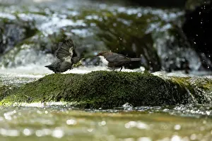 Begging: Dipper (Cinclus cinclus) feeding chick