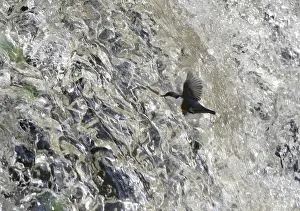 Dipper: Dipper (Cinclus cinclus) flying in front of a waterfall