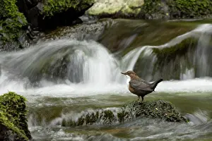 Shutter: Dipper (Cinclus cinclus) hunting on a fast flowing