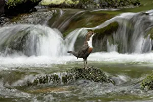 Shutter: Dipper (Cinclus cinclus) hunting on a fast flowing