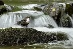 Shutter: Dipper (Cinclus cinclus) hunting on a fast flowing