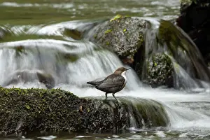 Shutter: Dipper (Cinclus cinclus) hunting on a fast flowing