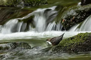 Shutter: Dipper (Cinclus cinclus) hunting on a fast flowing