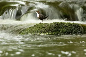 Shutter: Dipper (Cinclus cinclus) hunting on a fast flowing river