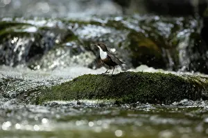 Vince Burton: Dipper (Cinclus cinclus) hunting on a fast flowing river