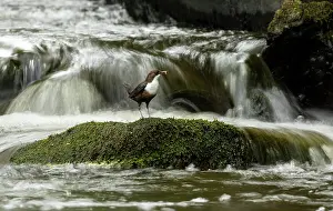 Shutter: Dipper (Cinclus cinclus) hunting on a fast flowing river