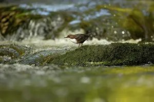 Vince Burton: Dipper (Cinclus cinclus) hunting on a fast flowing river