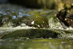 Shutter: Dipper (Cinclus cinclus) hunting on a fast flowing river