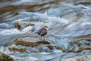 Shutter: Dipper - Devon - UK