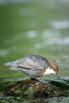 Dippers: Dipper - feeding