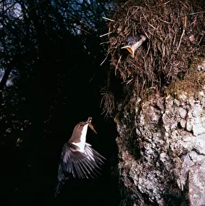 Ursula Curth: Dipper - feeding young at nest on Riverbank