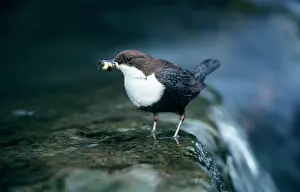 Dippers: DIPPER - with food offspring