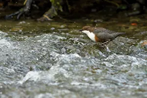 Dippers: Dipper with food in bill wading in river Spring