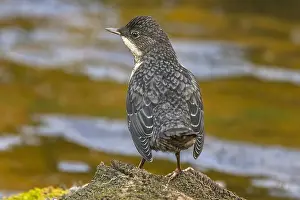 Fledged: Dipper - fully fledged dipper sitting on a rock