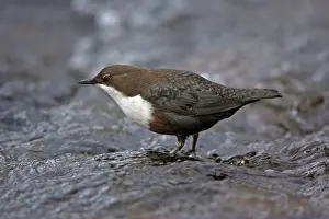 Dippers: Dipper - in hill stream