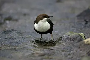 Dippers: Dipper - in hill stream, portrait