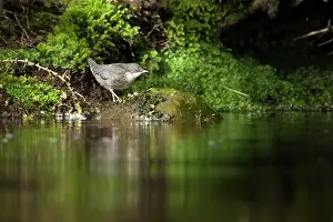 Jake Stephen: Dipper juvenile standing on rock by river Spring