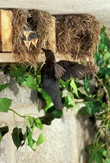 Dippers: DIPPER - At nest feeding chicks