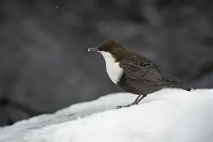 Dipper: Dipper - Oulanka National Park - Finland
