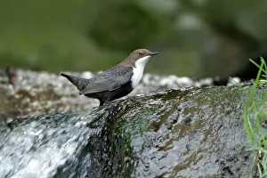 Dippers: Dipper - perched at edge of waterfall