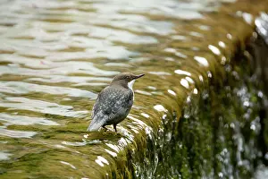 Dippers: Dipper - in river