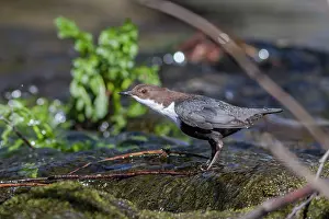 Allariz: Dipper at river Arnoia River, Allariz, Galicia, Spain
