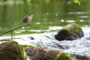 Allariz: Dipper at river Arnoia River, Allariz, Galicia, Spain