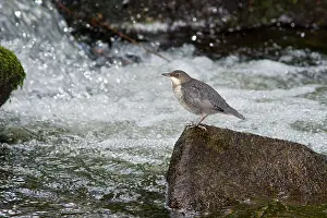 Allariz: Dipper at river Arnoia River, Allariz, Galicia, Spain