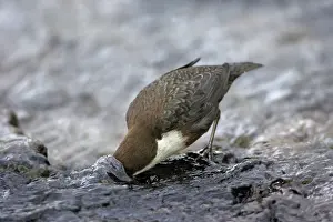 Dippers: Dipper - searching for food in hill stream