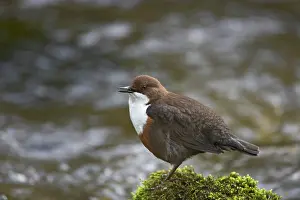 Dippers: Dipper - singing on rock in stream