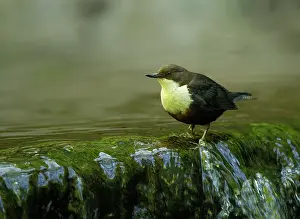 Cinclus: Dipper by small waterfall in stream May
