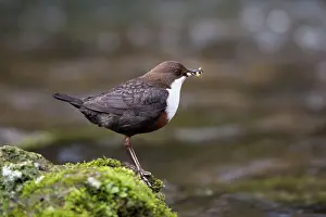 Dippers: Dipper standing on a moss covered rock with food