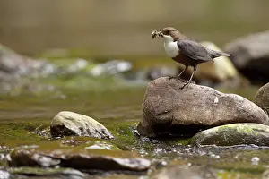 Dippers: Dipper standing on rock in river with bill