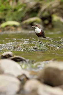 Dippers: Dipper standing on rock in river with food
