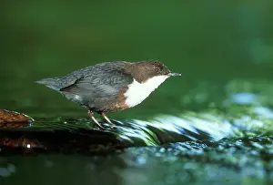 Dippers: DIPPER STANDS IN RUNNING WATER