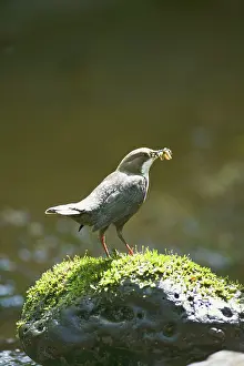 Dippers: Dipper - on stone in river near nest