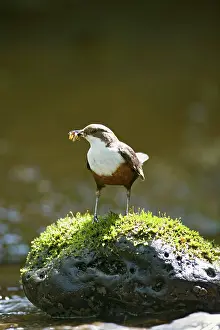 Dippers: Dipper - on stone in river near nest