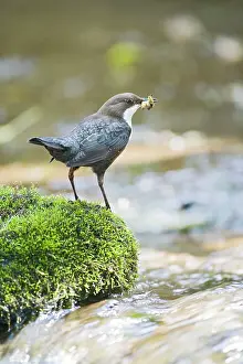 Dippers: Dipper - on stone in river near nest