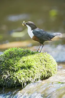Dippers: Dipper - on stone in river near nest