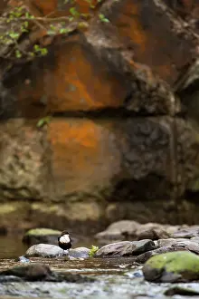 Jake Stephen: Dipper on stones in river