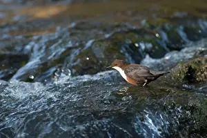 Dippers: Dipper wading in river Spring