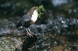 Dippers: DIPPER - at water with nest material