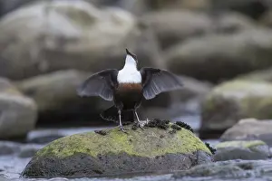 Dipper: Dipper, Water Ousel - adult bird displaying -