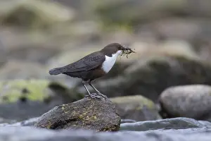 Cinclus: Dipper, Water Ousel - adult bird with nesting