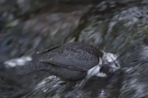 Dipper: Dipper, Water Ousel, Cinclus - adult bird diving - Germany