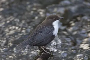 Cinclus: Dipper, Water Ousel, Cinclus - adult bird - Germany