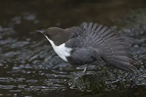 Cinclus: Dipper, Water Ousel, Cinclus - adult bird streching