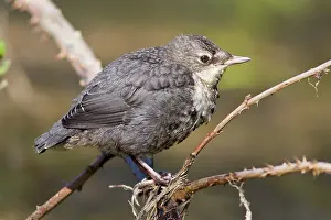 Allariz: Dipper young Arnoia River, Allariz, Galicia, Spain