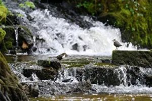 Dipper: Dippers (Cinclus cinclus) on rocks in front of a