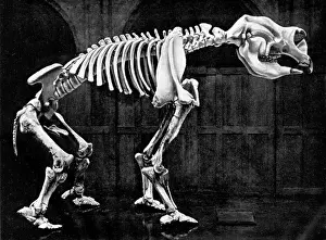 Consumer: Diprotodon, Cenozoic Mammal